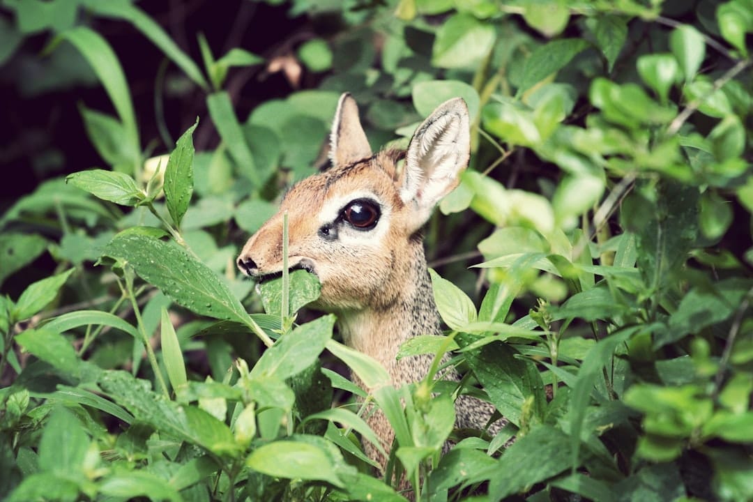 découvrez le monde fascinant des animaux rares, de leurs habitats uniques à leurs comportements intrigants. explorez la biodiversité et apprenez comment protéger ces espèces exceptionnelles pour les générations futures.